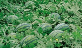 阳江网红吃瓜群微信,揭秘网络红人的幕后故事